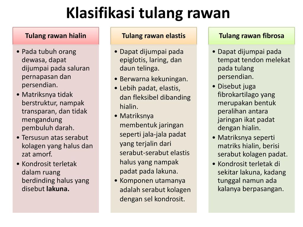 Ciri Tulang Rawan Hialin Materisekolah Github Io